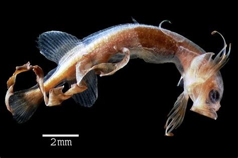 Cetomimoidea .